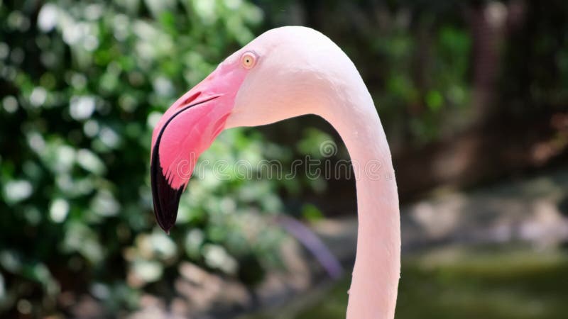 Flamingo Head Forward. The concept of animals in the zoo.