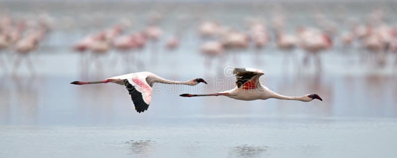 Flamingos in flight. Flying flamingos over the water of Natron Lake. Lesser flamingo. Scientific name: Phoenicoparrus minor. Tanzania. Flamingos in flight. Flying flamingos over the water of Natron Lake. Lesser flamingo. Scientific name: Phoenicoparrus minor. Tanzania.