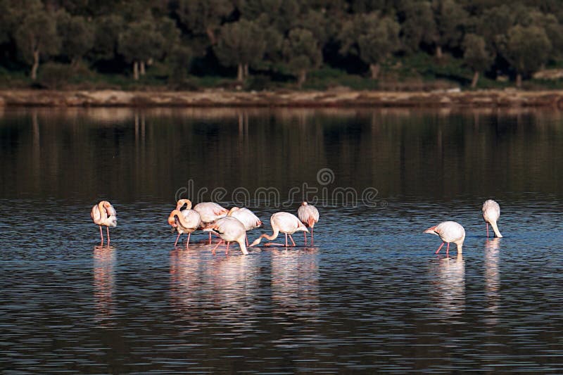 Flamingo i sjön Tuzla Milas-Turkiet fotografering för bildbyråer Flamingo i sjön Tuzla Milas-Turkiet fotografering för bildbyråer