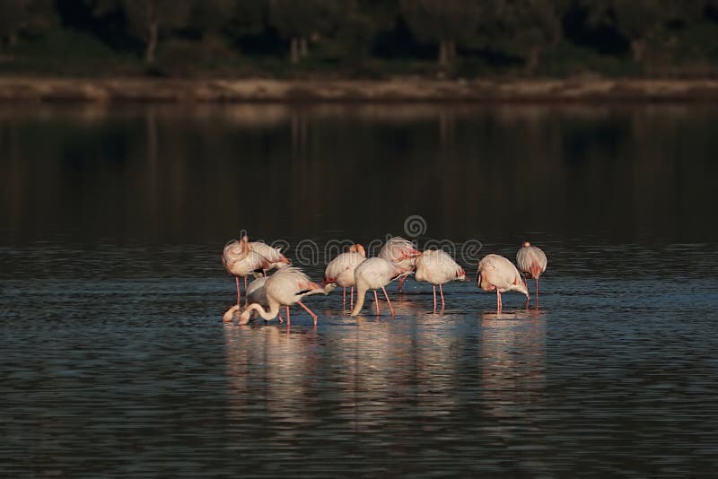 Flamingo i sjön Tuzla Milas-Turkiet fotografering för bildbyråer Flamingo i sjön Tuzla Milas-Turkiet fotografering för bildbyråer