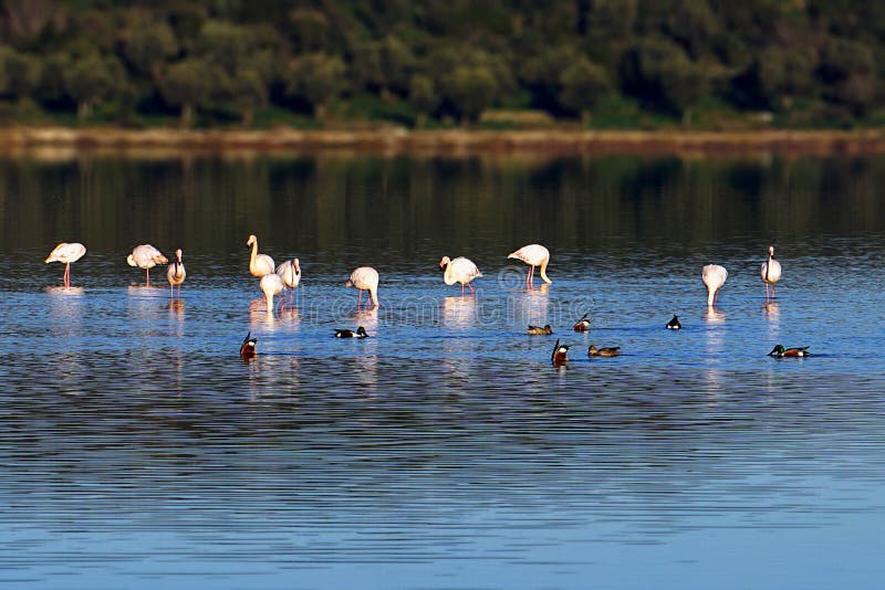 Flamingo i sjön Tuzla Milas-Turkiet royaltyfri bild Flamingo i sjön Tuzla Milas-Turkiet royaltyfri bild