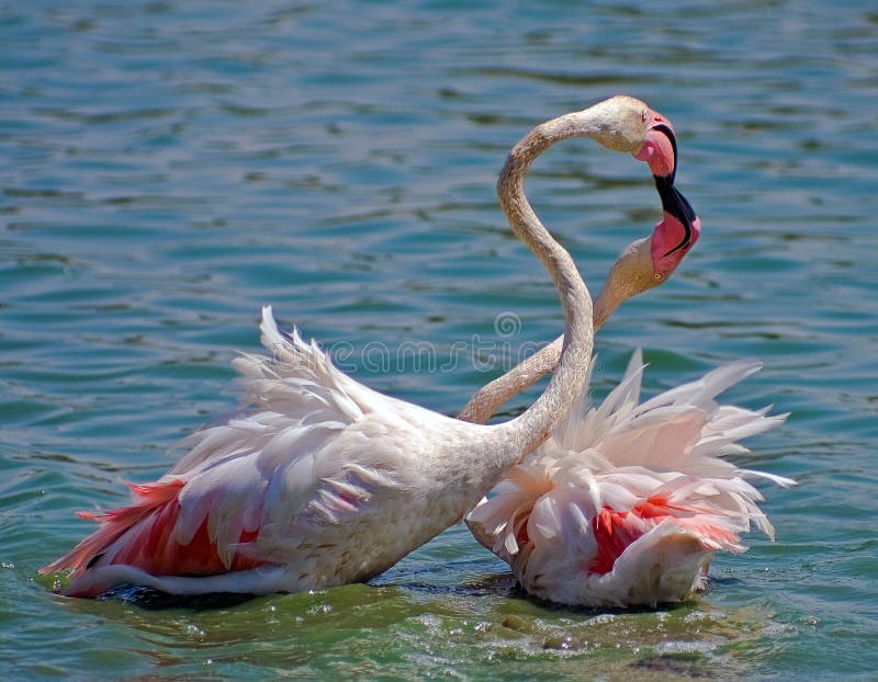 Flamingo kiss