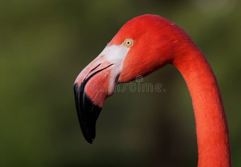 Flamingo-Kopf
