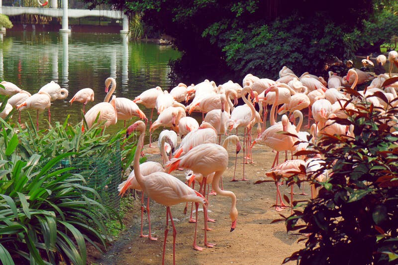 Flamingo in the Kowloon park of Hong Kong