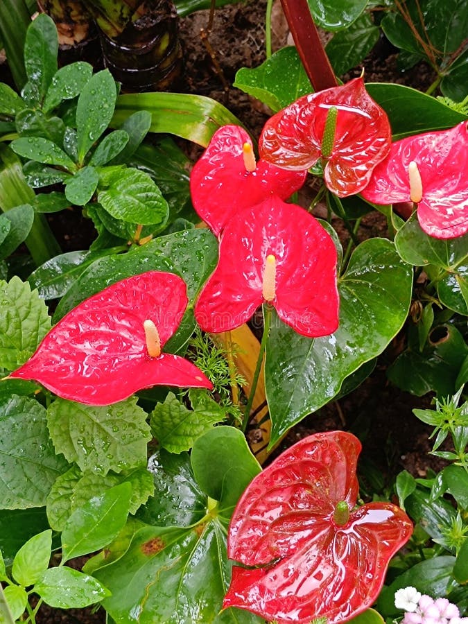 Flamingolily Anthurium Andraeanum Red Plant Stock Photo Image of