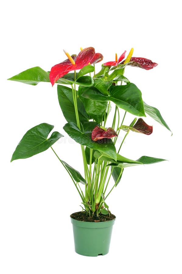 Flamingo lily plant