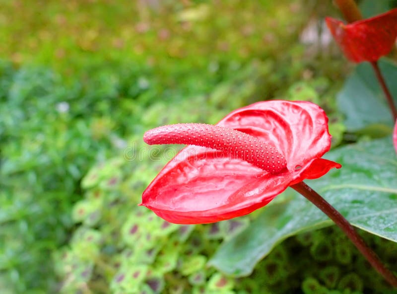 flamingo lily flamingo lily