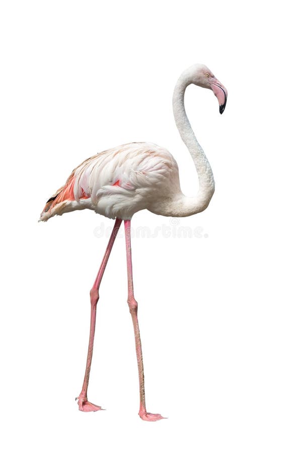 Flamingo op witte achtergrond wordt geïsoleerd die stock foto Flamingo op witte achtergrond wordt geïsoleerd die stock foto