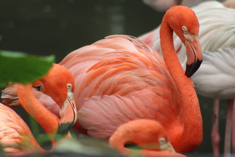 Pink flamingo stock photo. Image of storks, birds, flamingo 258592210