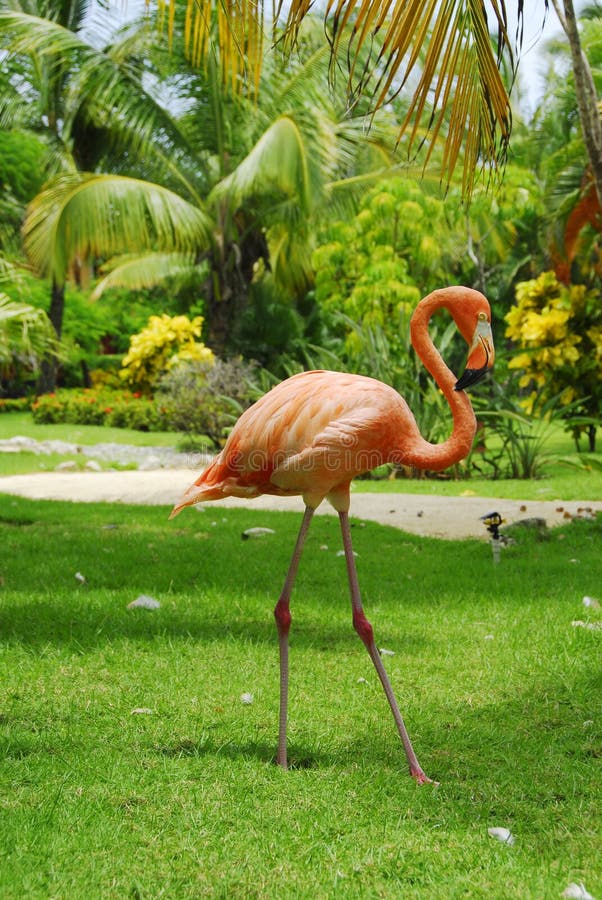 Flamingo pink seen in profile