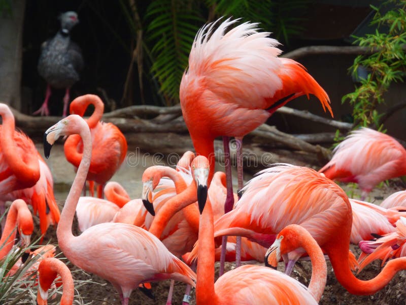 Flamingo på San Diego Zoo California USA royaltyfria bilder