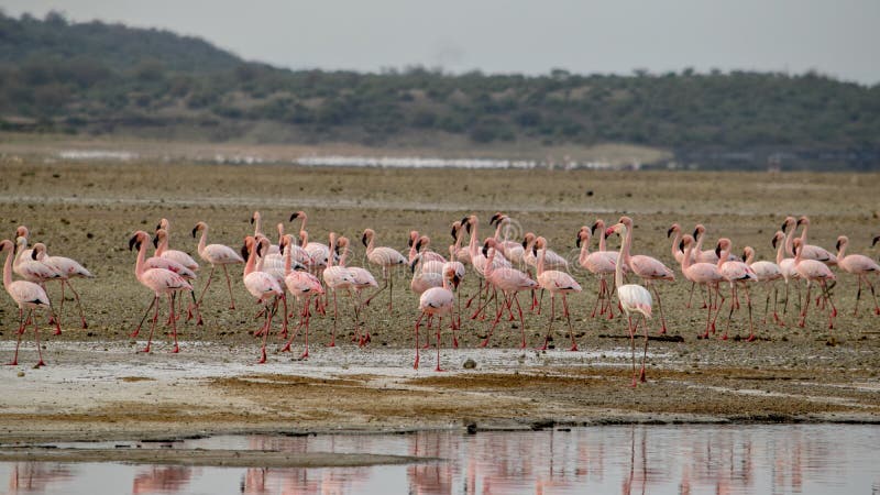 Flamingo på sjön Magadi, Rift Valley, Kenya royaltyfria foton Flamingo på sjön Magadi, Rift Valley, Kenya royaltyfria foton