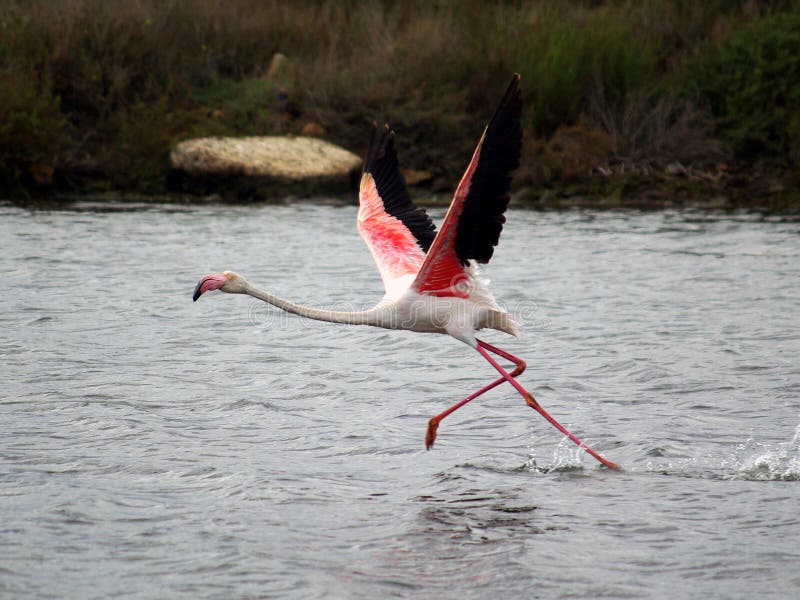 Flamingo ready to fly