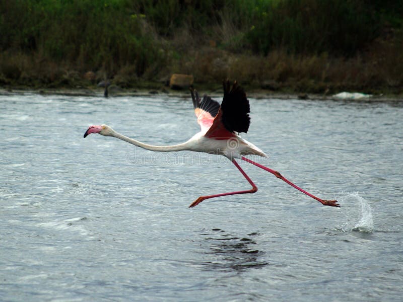 Flamingo ready to fly