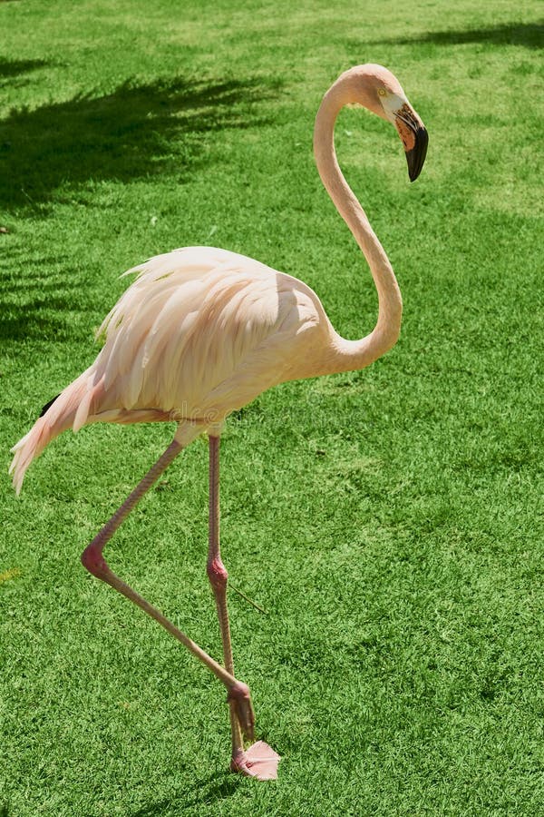 Flamingo rosa contra grama verde. fotografia de stock royalty free