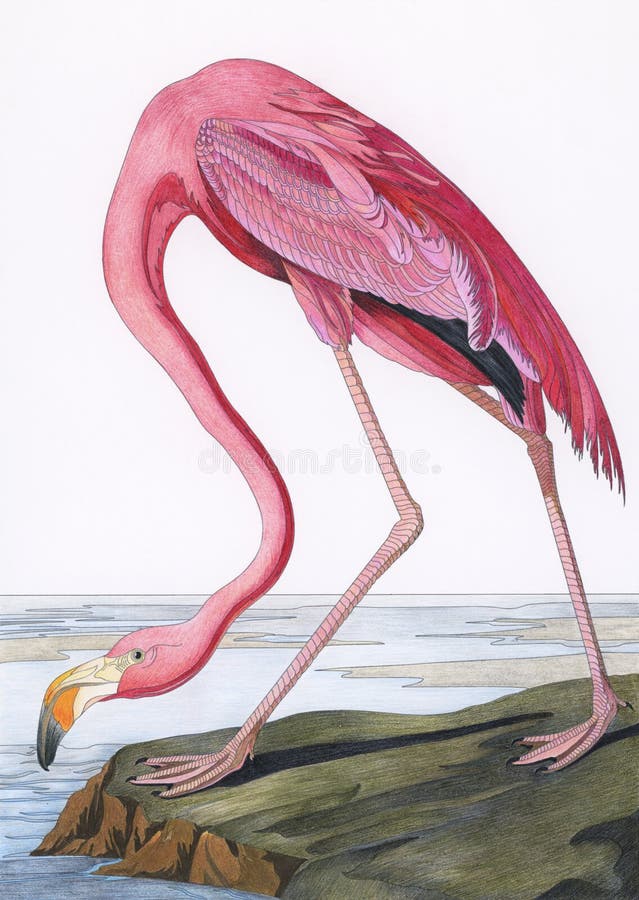 Flamingo rosa de aves da américa 1827 por john james audubon. página de coloração de adultos ilustração do vetor