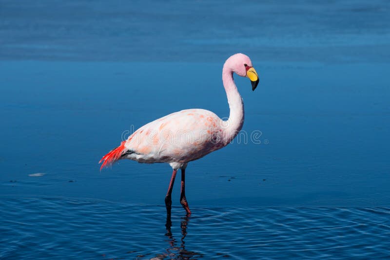 Flamingo in salt Laguna Canapa , Altiplano, Bolivia