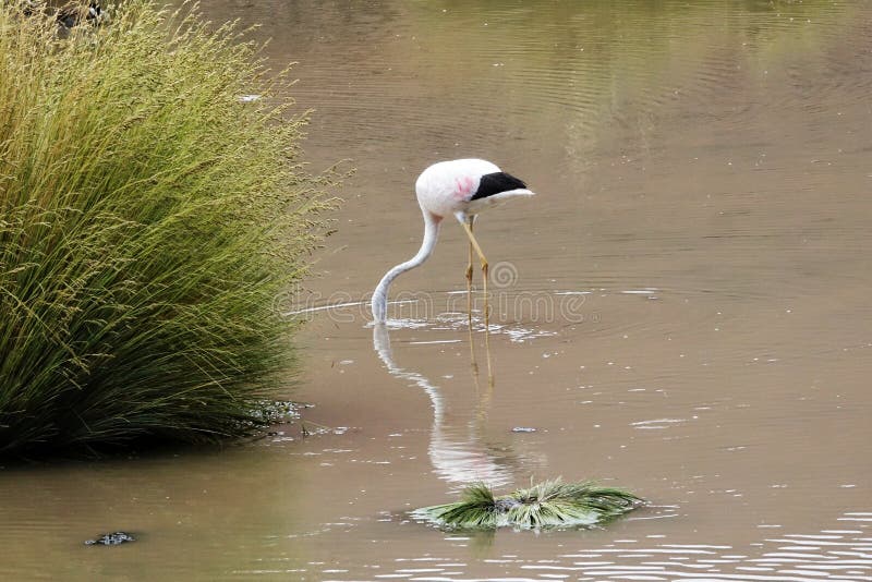 Flamingo season in Uyuni, Bolivia royalty free stock photos Flamingo season in Uyuni, Bolivia royalty free stock photos