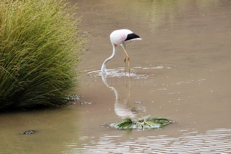 Flamingo season in Uyuni, Bolivia royalty free stock photography Flamingo season in Uyuni, Bolivia royalty free stock photography