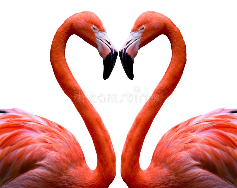 flamingo serce flamingo serce