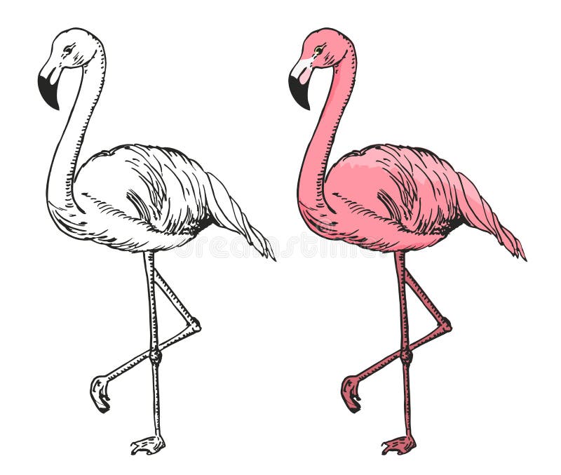 Graphite Flamingo Sketch by WinterWolfOfficial on DeviantArt