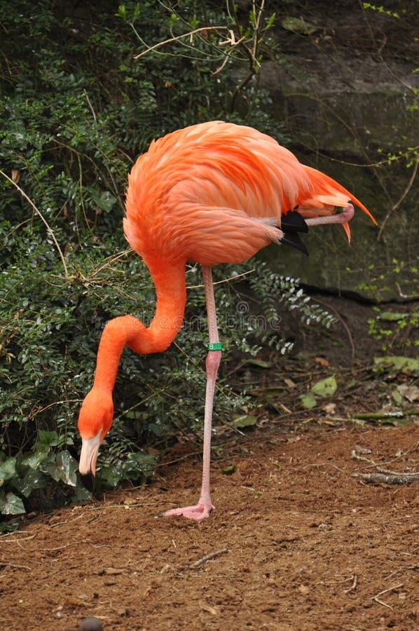 Flamingo standing on one leg