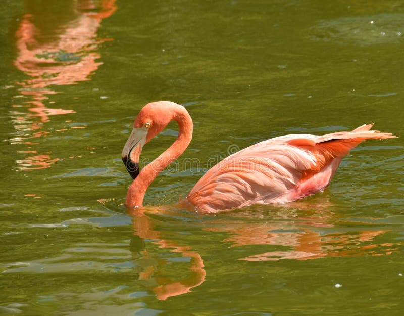 Flamingo swimming stock photo. Image of lake, environment 56783144
