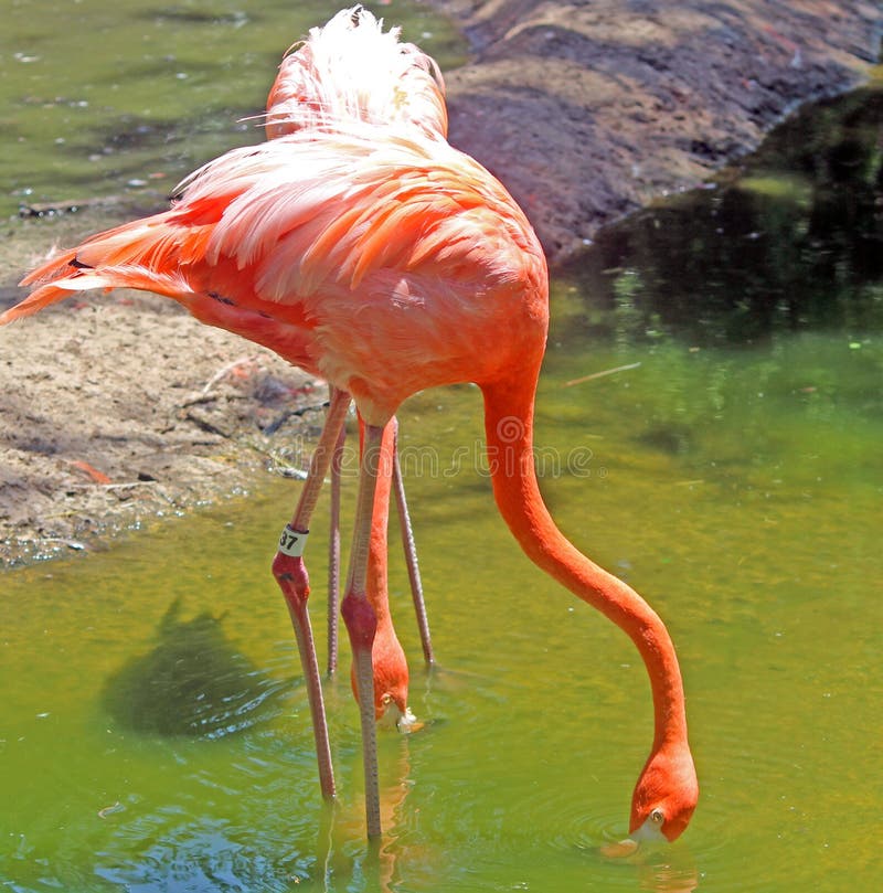 Flamingo Takes a Drink royalty free stock photo