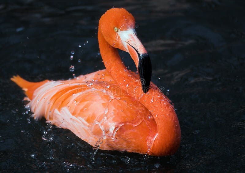 Flamingo taking a bath stock image. Image of drops, feathers 79486917