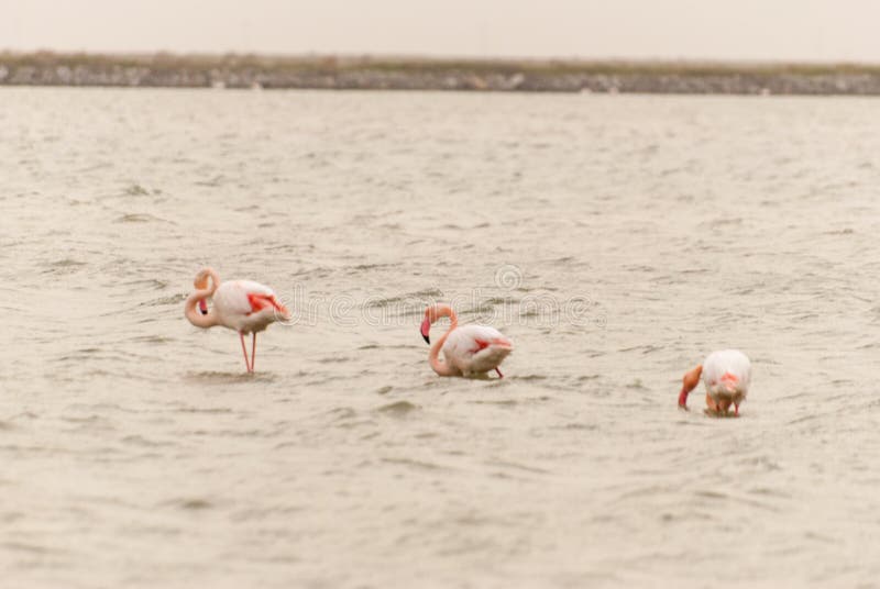 Flamingo três que anda no lago de sal fotos de stock royalty free Flamingo três que anda no lago de sal fotos de stock royalty free