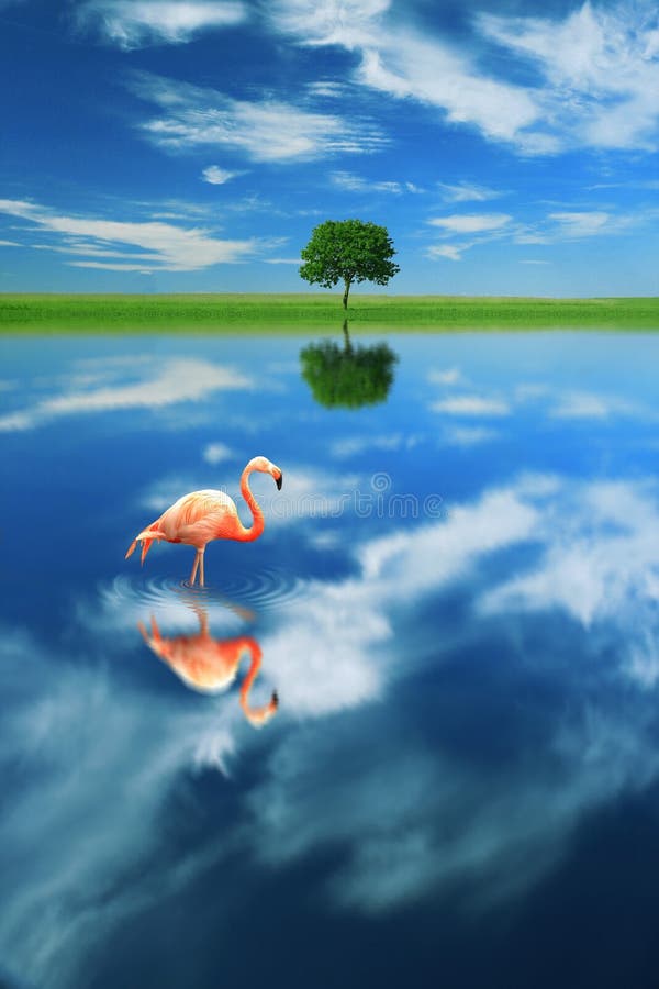 Flamingo in the water