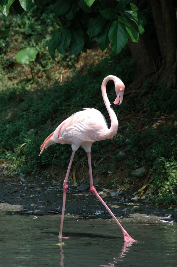Flamingo świetnie