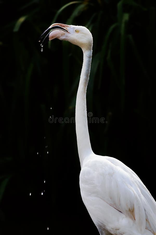 Flamingocloseupdricksvatten arkivbild Flamingocloseupdricksvatten arkivbild