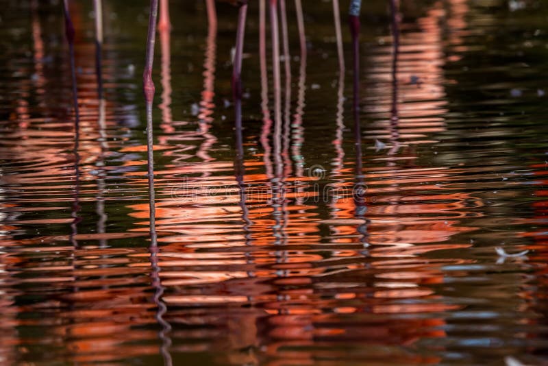 Flamingoreflexion på vattnet royaltyfri foto