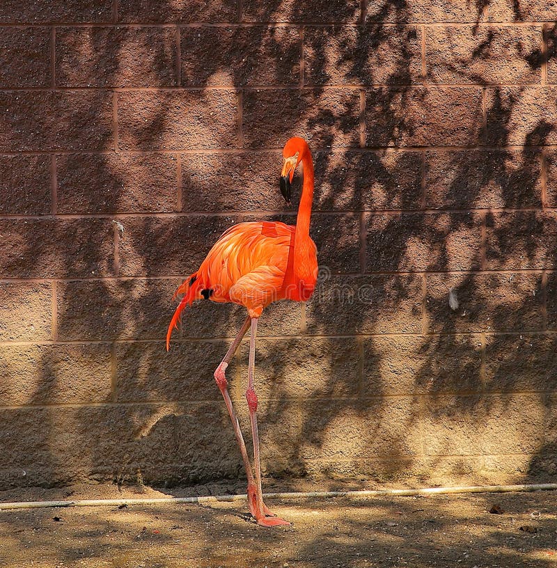 Flamingorosa färger på brand royaltyfri foto Flamingorosa färger på brand royaltyfri foto