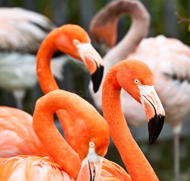 Flamingos