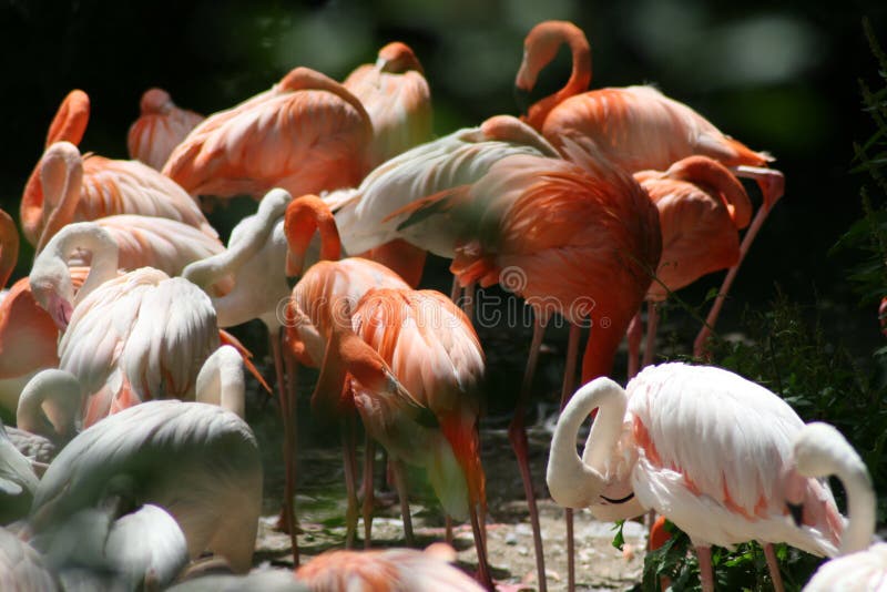 Flamingos