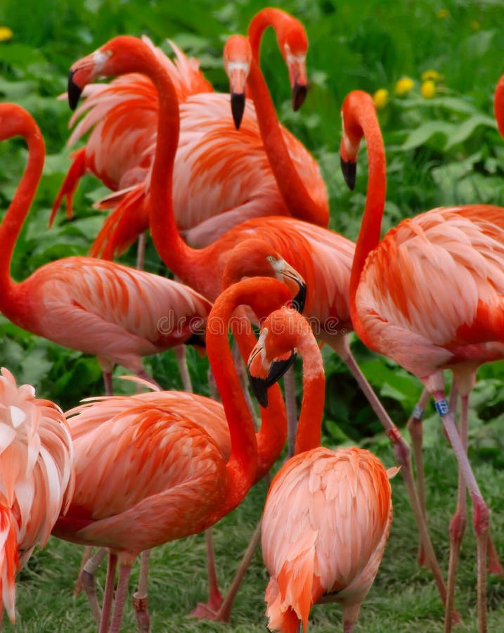 Flamingos