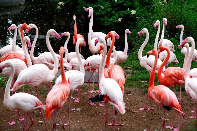 Flamingos