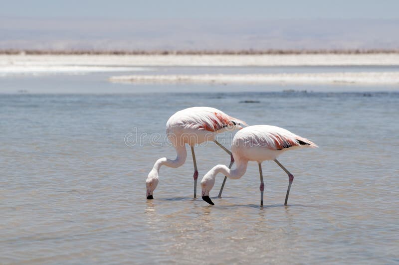 Flamingos at Atacama desert