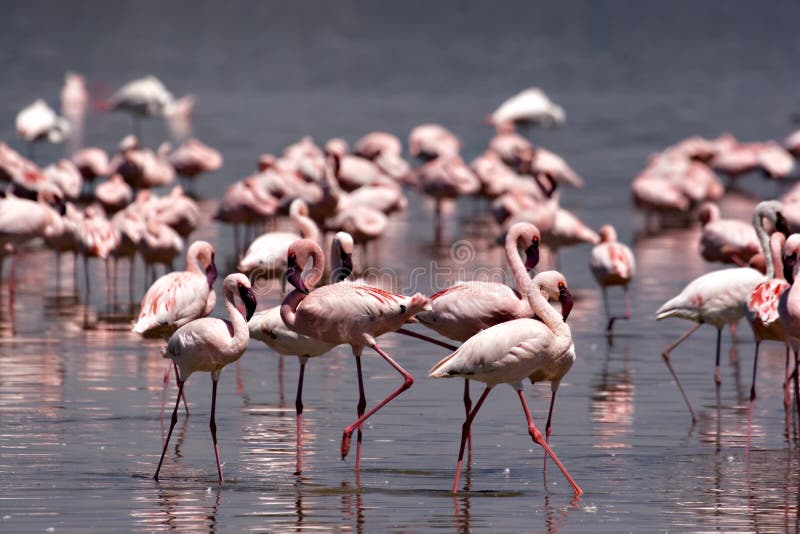 Flamingos bei Nakuru