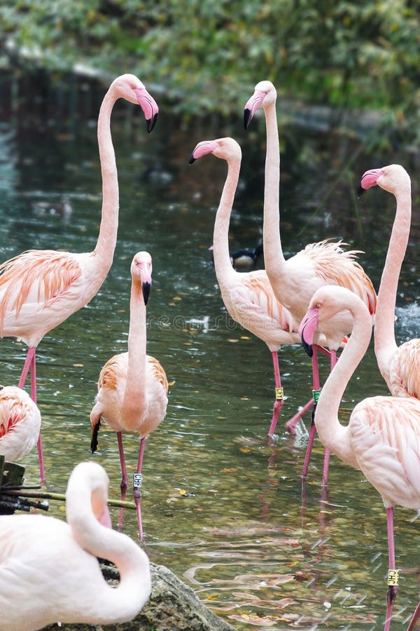 Flamingos do corte