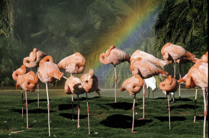 Flamingos e um arco-íris