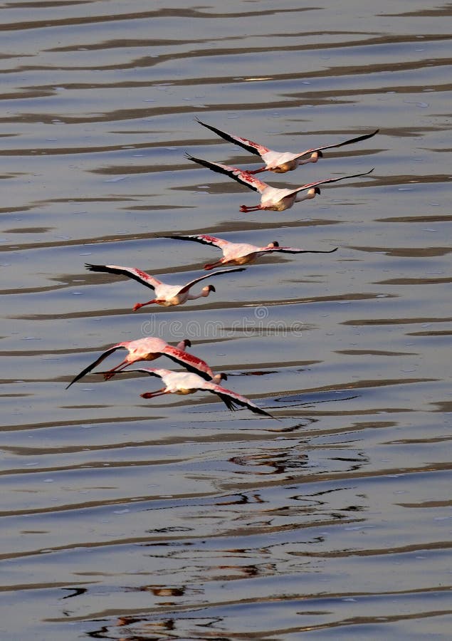 flamingo lake natron flamingo lake natron
