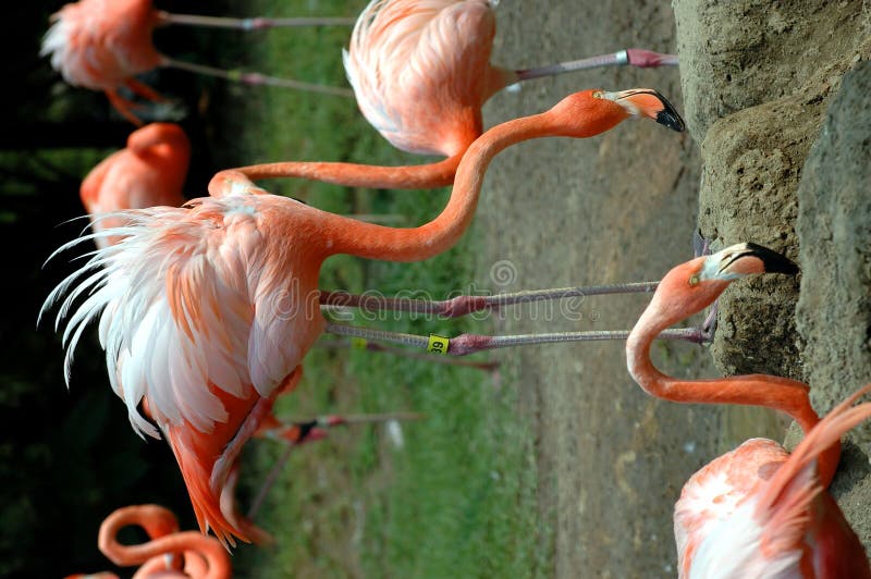 flamingos flockas pink arkivbilder flamingos flockas pink arkivbilder
