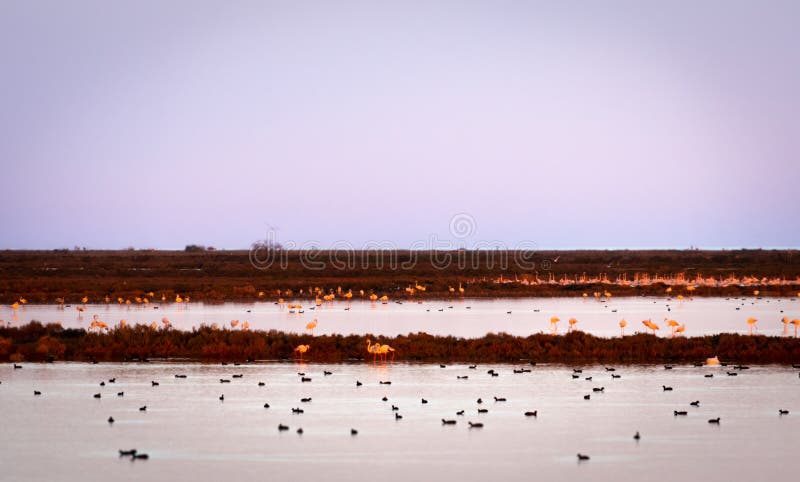 Flamingos group at Ebro Delta Natural Park. African birds. Sunset part of day royalty free stock photos Flamingos group at Ebro Delta Natural Park. African birds. Sunset part of day royalty free stock photos