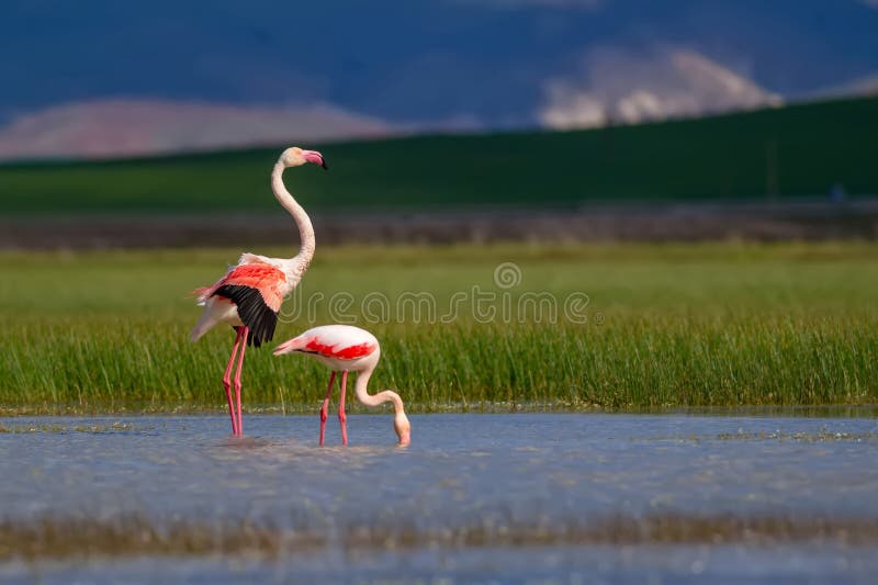 Flamingos. Hintergrund. Bird : Greater Flamingo. Roseus spp. Flamingos leben in großen Gruppen in Seen Salzseen oder Lagunen mit stagnierendem Wasser. Sie fressen gewöhnlich Krabben-Garthropoden wie Artemia ant larvae und Algen. Dank ihres abgerundeten Schnacks können sie selbst aus sehr schwierigen Umgebungen Nahrung gewinnen. Der älteste bekannte Flamingo lebt in einem australischen Zoo und wird auf 75 Jahre geschätzt.