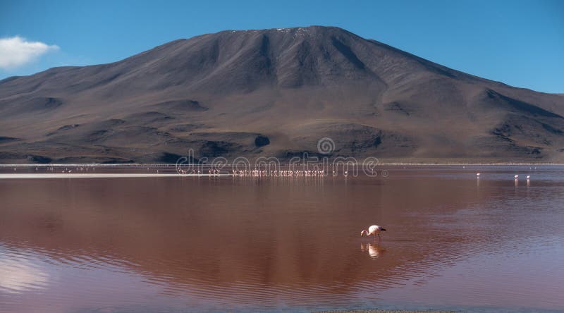 Flamingos in Laguna Colorada, Uyuni, Bolivien stockbild Flamingos in Laguna Colorada, Uyuni, Bolivien stockbild
