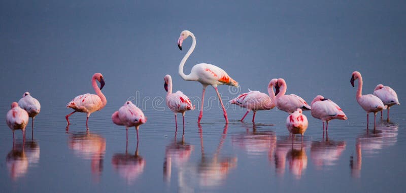 african flamingo lake african flamingo lake