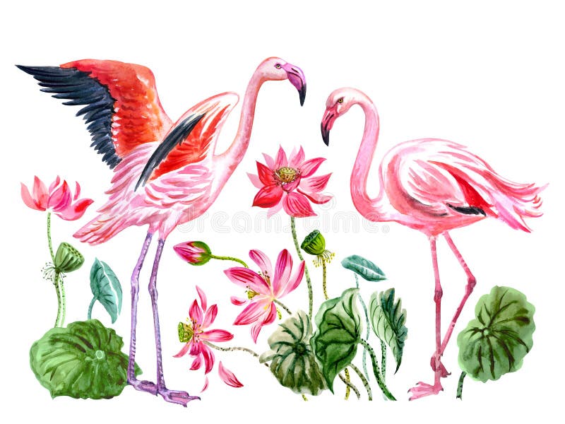 Flamingos and lotuses, watercolor illustration on white background